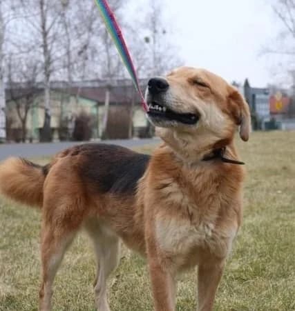 Alf, male Mixed Breed for adoption at Schronisko Konin — photo 2 of 6