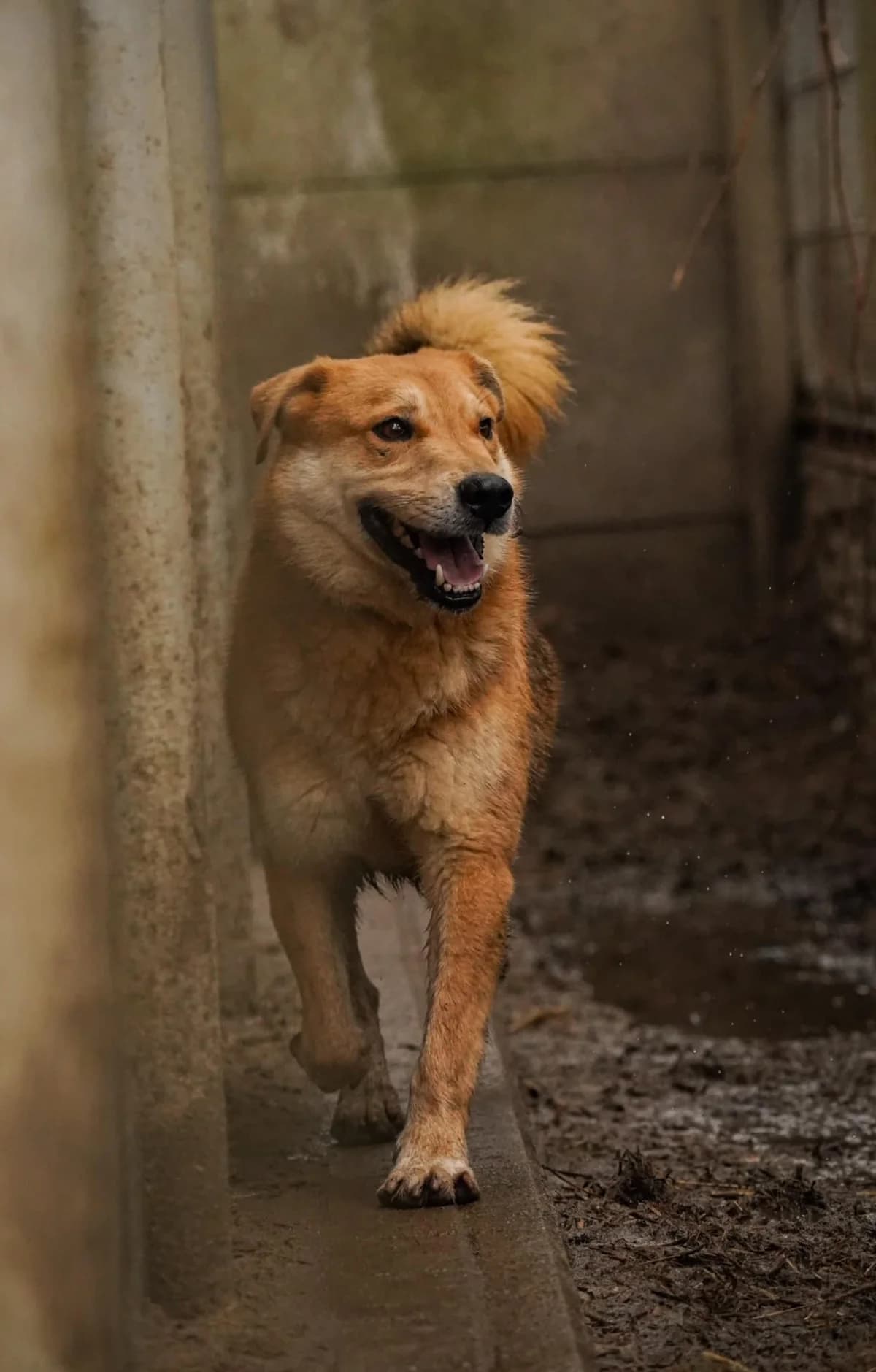 Alf, male Mixed Breed for adoption at Schronisko Konin — photo 3 of 6