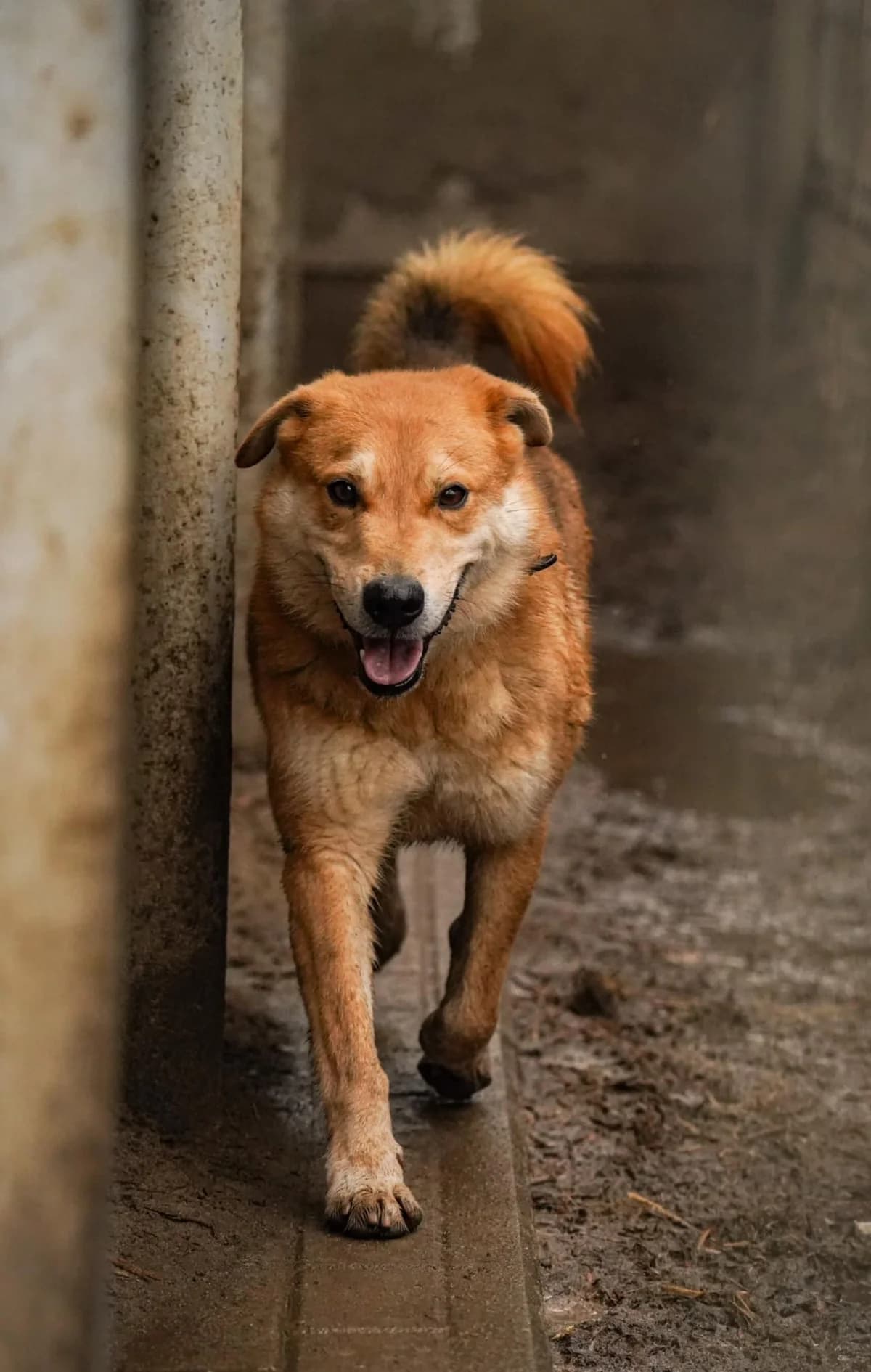 Alf, male Mixed Breed for adoption at Schronisko Konin — photo 4 of 6