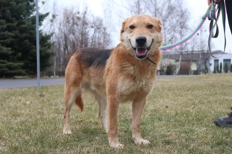 Alf, male Mixed Breed for adoption at Schronisko Konin — photo 5 of 6