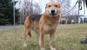 Alf, male Mixed Breed for adoption at Schronisko Konin — photo 6 of 6