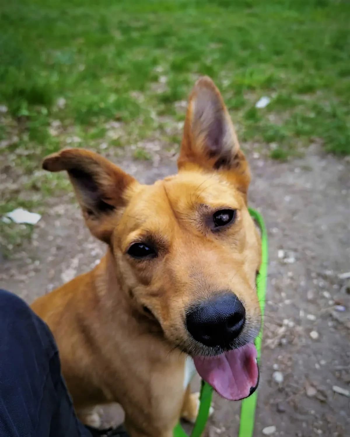 Budyń, male 6yo Mixed Breed for adoption at Schronisko Konin
