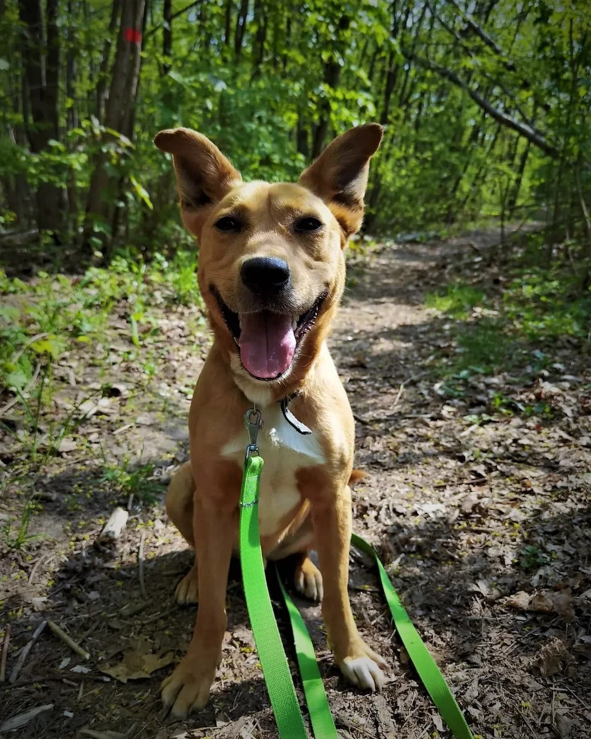 Budyń, male Mixed Breed for adoption at Schronisko Konin — photo 2 of 6