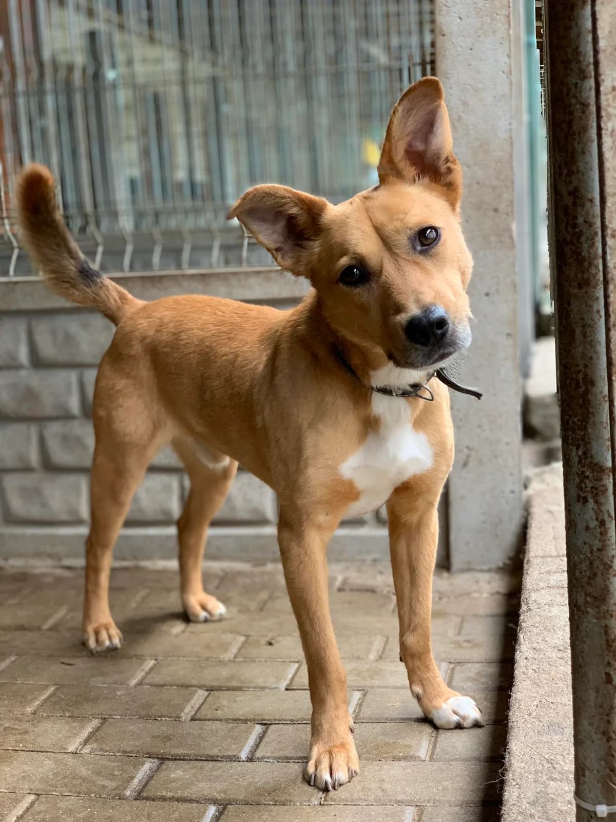Budyń, male Mixed Breed for adoption at Schronisko Konin — photo 3 of 6