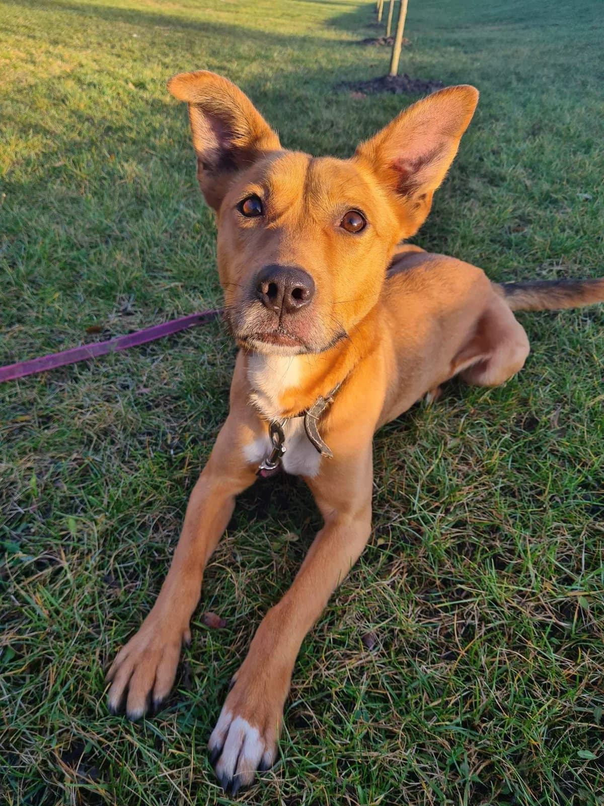 Budyń, male Mixed Breed for adoption at Schronisko Konin — photo 4 of 6