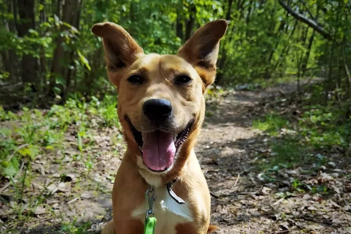 Budyń, male Mixed Breed for adoption at Schronisko Konin — photo 5 of 6