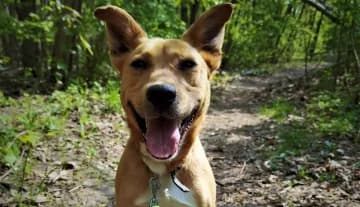 Budyń, male Mixed Breed for adoption at Schronisko Konin — photo 6 of 6