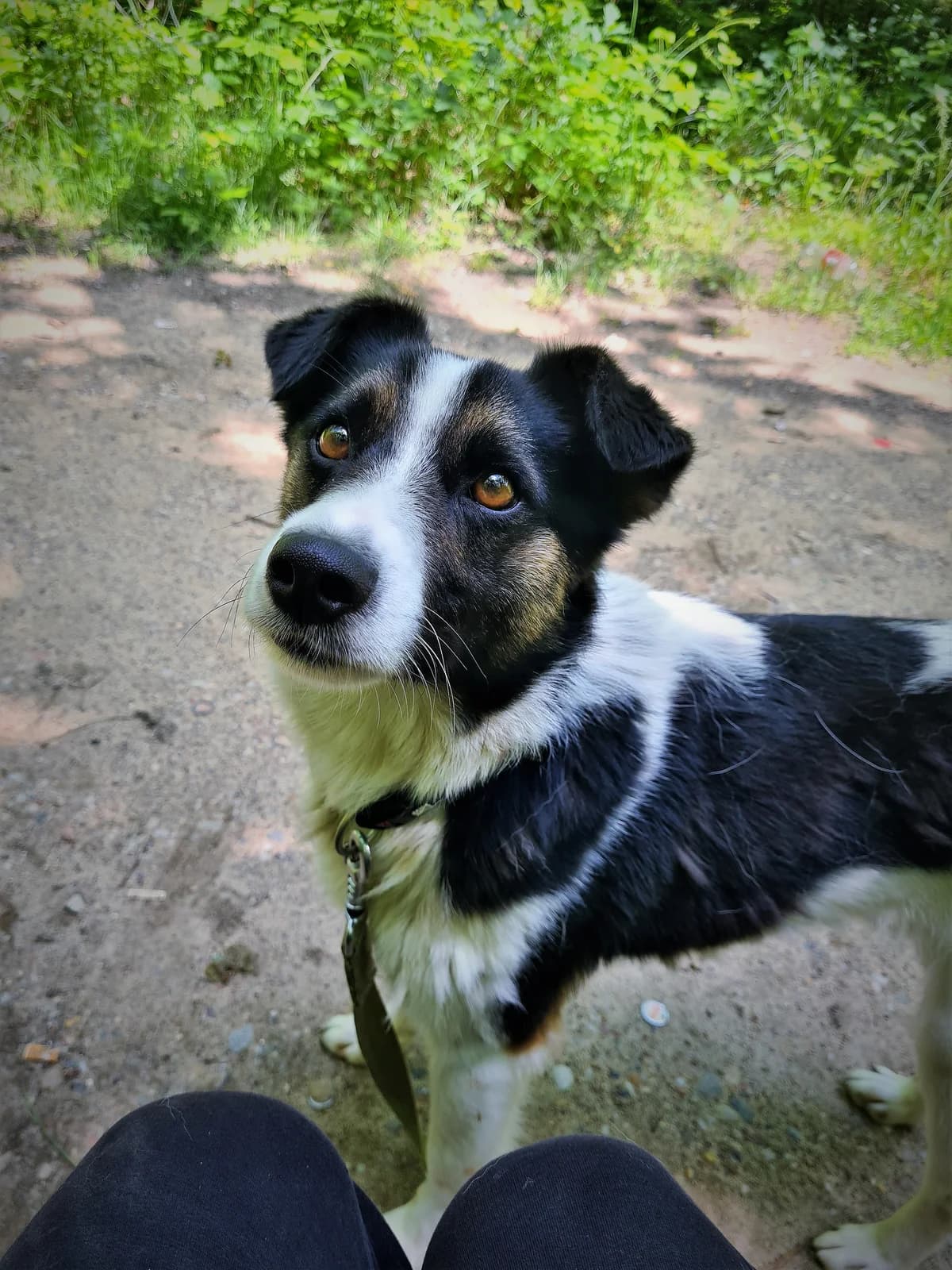 Dexter, male Mixed Breed for adoption at Schronisko Konin