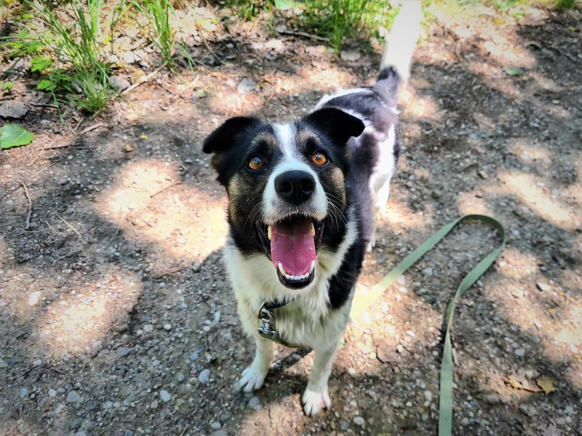Dexter, male Mixed Breed for adoption at Schronisko Konin — photo 2 of 5