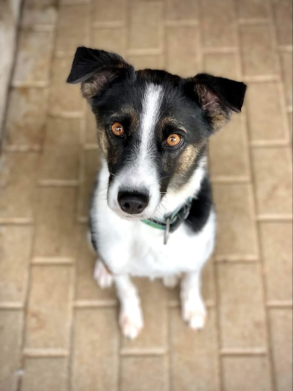 Dexter, male Mixed Breed for adoption at Schronisko Konin — photo 3 of 5