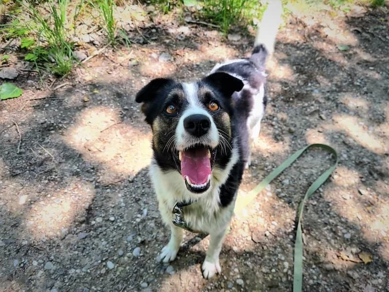 Dexter, male Mixed Breed for adoption at Schronisko Konin — photo 4 of 5