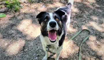 Dexter, male Mixed Breed for adoption at Schronisko Konin — photo 5 of 5