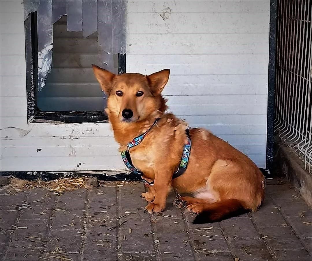 Pusiak,  Mixed Breed for adoption at Schronisko Konin