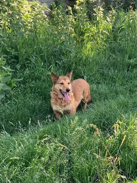 Pusiak,  Mixed Breed for adoption at Schronisko Konin — photo 2 of 4