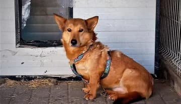 Pusiak,  Mixed Breed for adoption at Schronisko Konin — photo 4 of 4