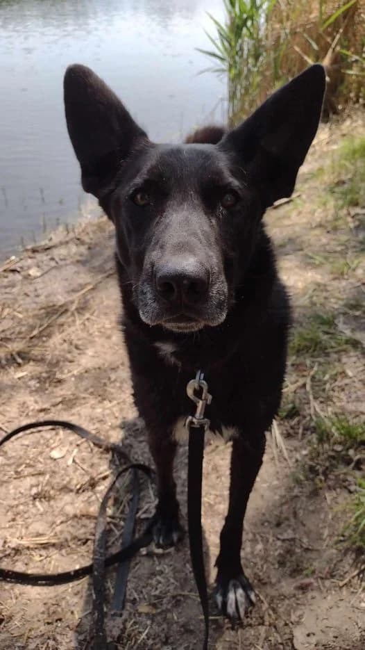 Sułtan, male Mixed Breed for adoption at Schronisko Konin