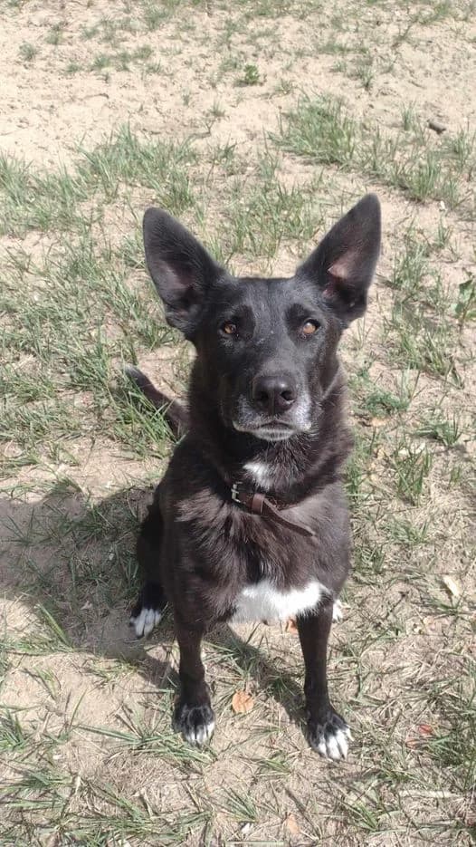 Sułtan, male Mixed Breed for adoption at Schronisko Konin — photo 2 of 4