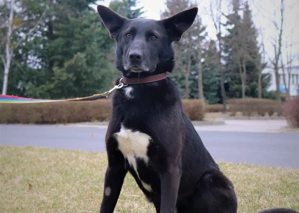 Sułtan, male Mixed Breed for adoption at Schronisko Konin — photo 3 of 4