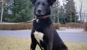 Sułtan, male Mixed Breed for adoption at Schronisko Konin — photo 4 of 4