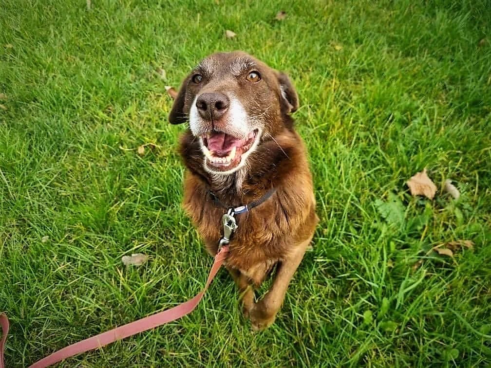 Majlo, male Mixed Breed for adoption at Schronisko Konin
