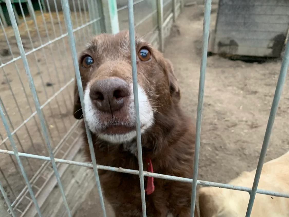 Majlo, male Mixed Breed for adoption at Schronisko Konin — photo 3 of 5