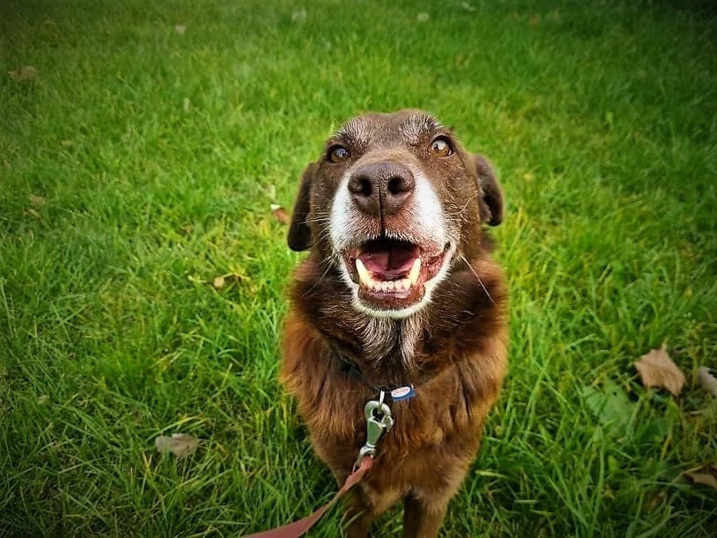 Majlo, male Mixed Breed for adoption at Schronisko Konin — photo 4 of 5