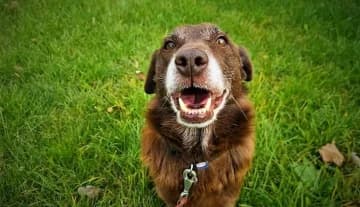 Majlo, male Mixed Breed for adoption at Schronisko Konin — photo 5 of 5