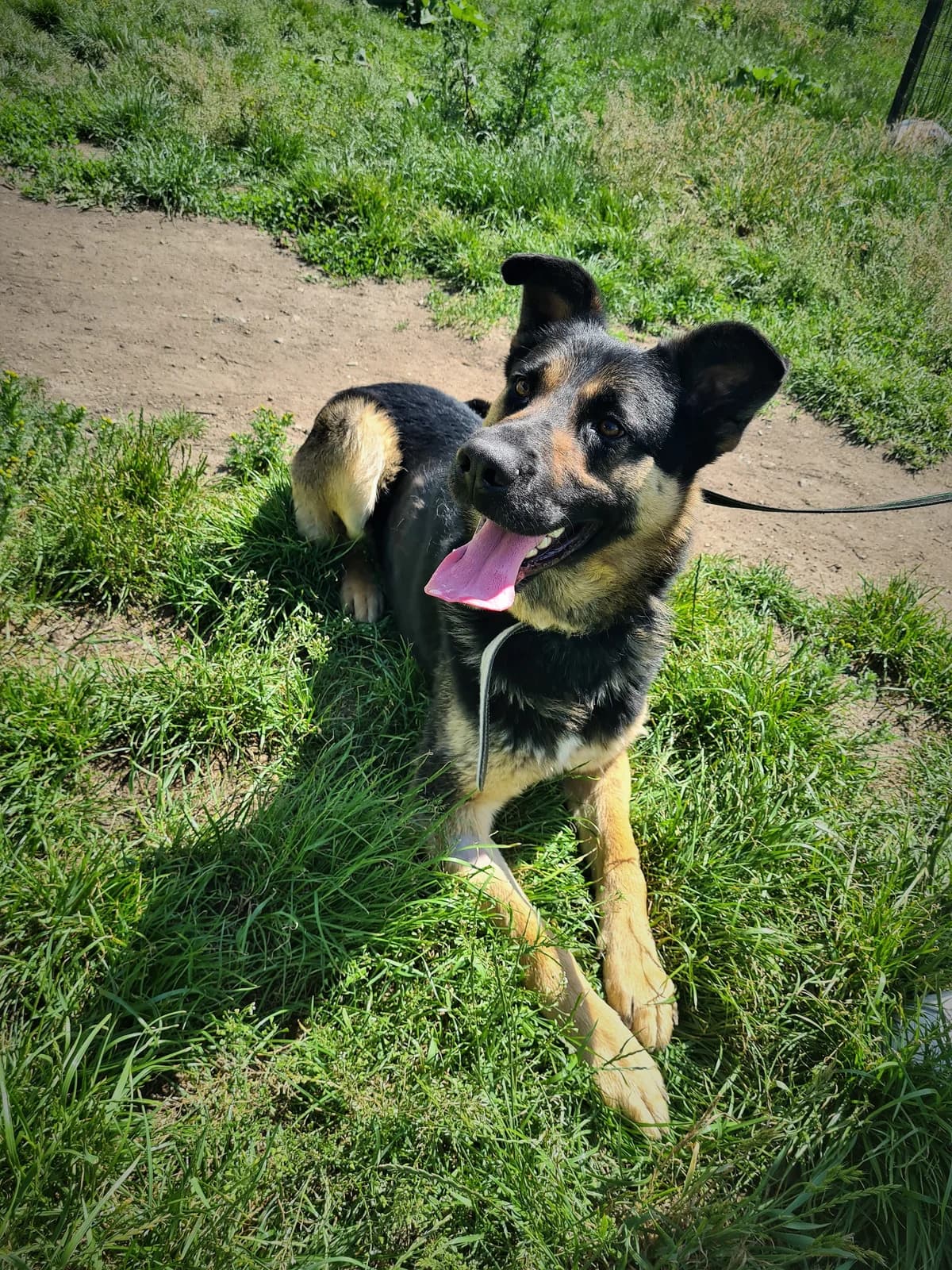 Murzyn, male Mixed Breed for adoption at Schronisko Konin