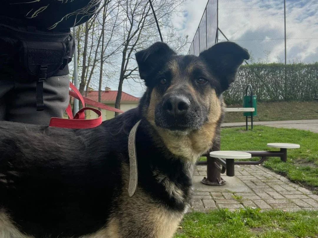 Murzyn, male Mixed Breed for adoption at Schronisko Konin — photo 3 of 5