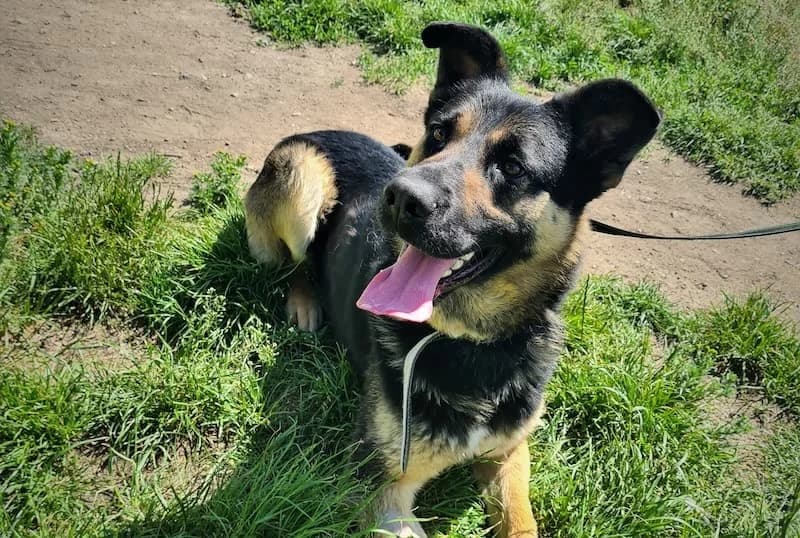 Murzyn, male Mixed Breed for adoption at Schronisko Konin — photo 4 of 5