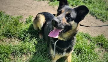 Murzyn, male Mixed Breed for adoption at Schronisko Konin — photo 5 of 5