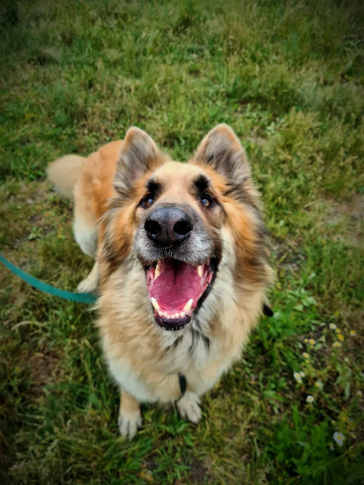 Miki, male Mixed Breed for adoption at Schronisko Konin