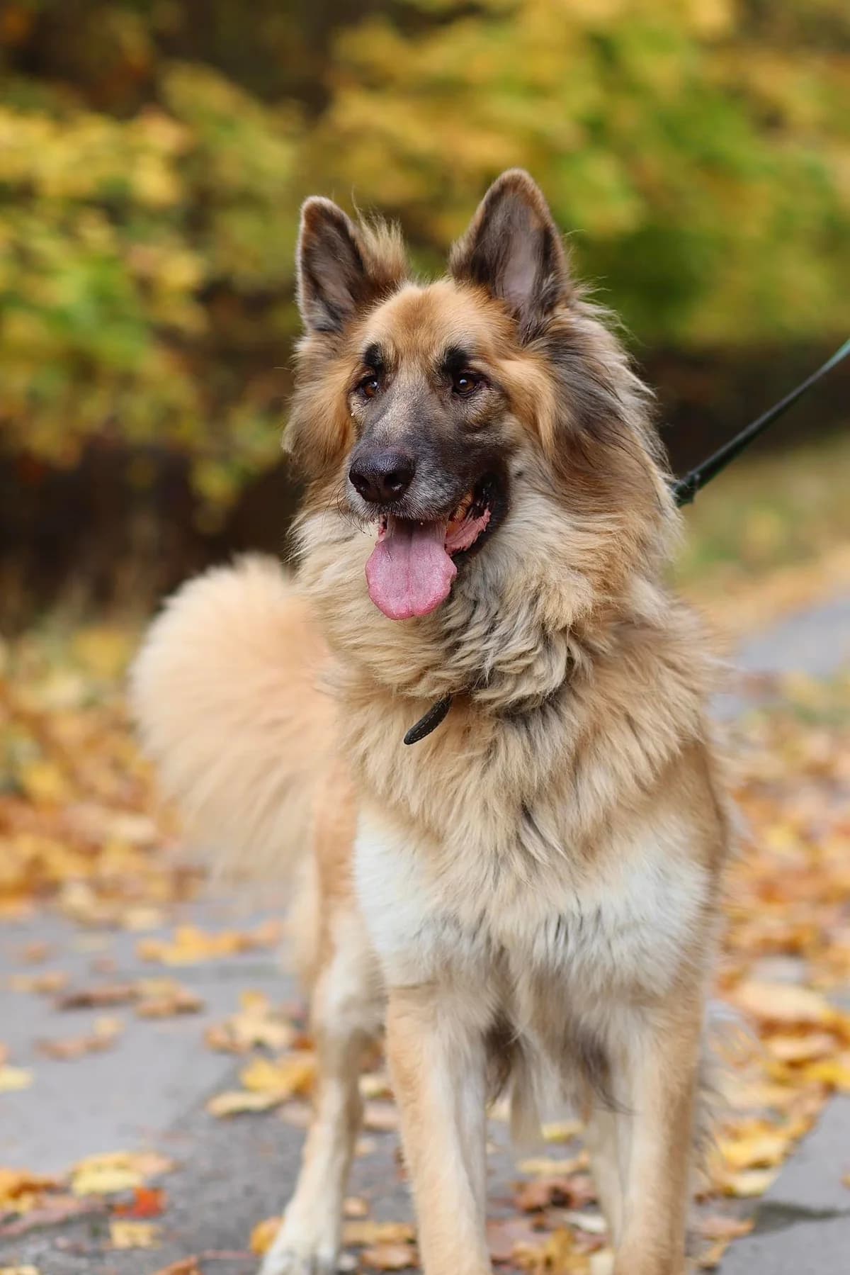 Miki, male Mixed Breed for adoption at Schronisko Konin — photo 2 of 5