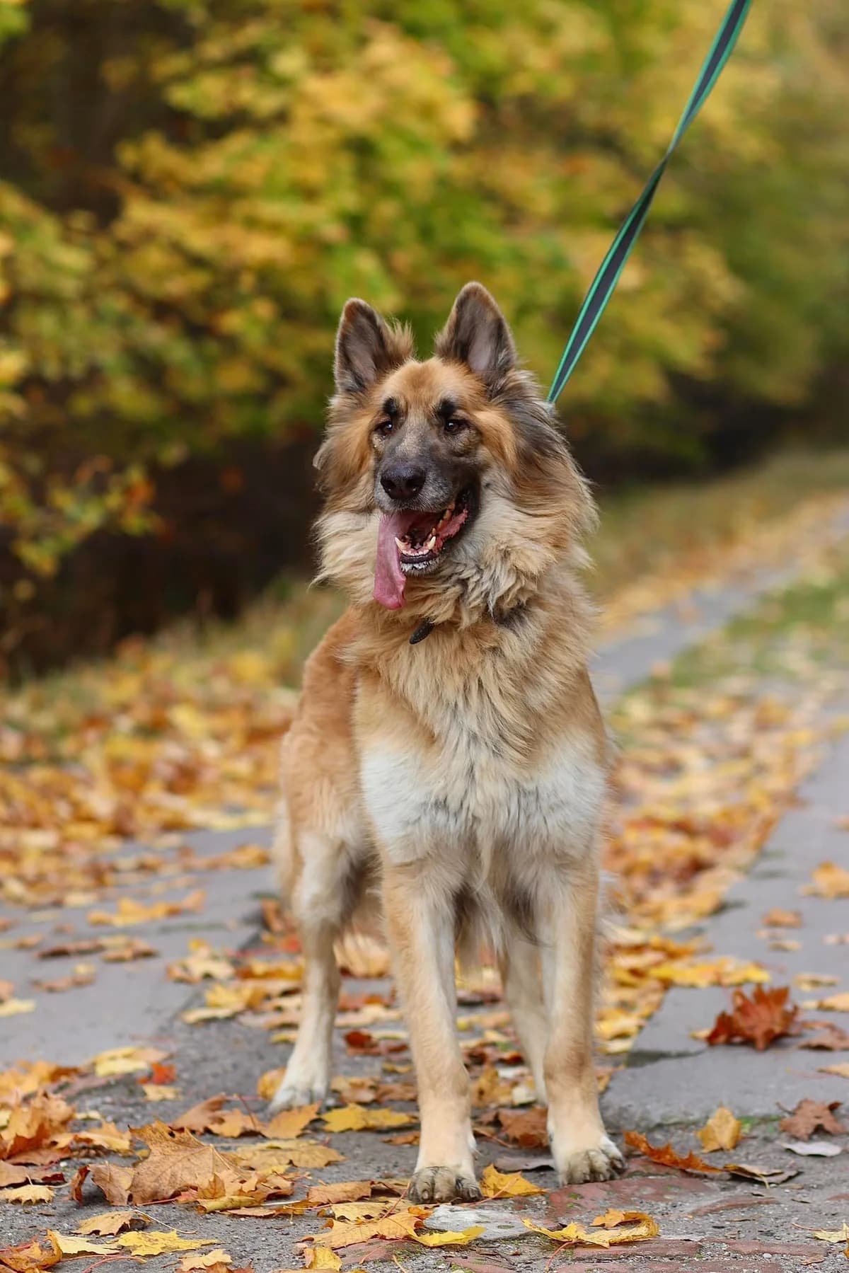 Miki, male Mixed Breed for adoption at Schronisko Konin — photo 3 of 5