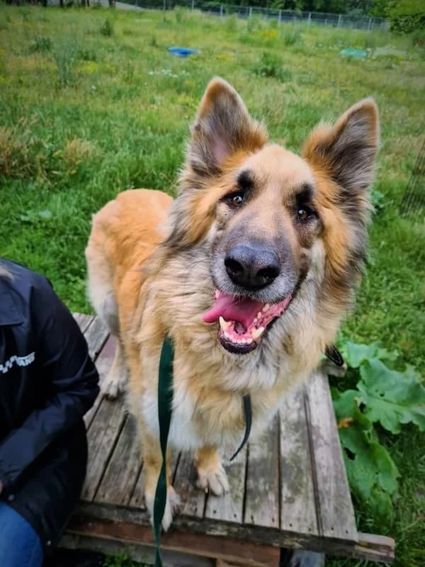 Miki, male Mixed Breed for adoption at Schronisko Konin — photo 4 of 5