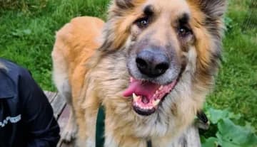 Miki, male Mixed Breed for adoption at Schronisko Konin — photo 5 of 5