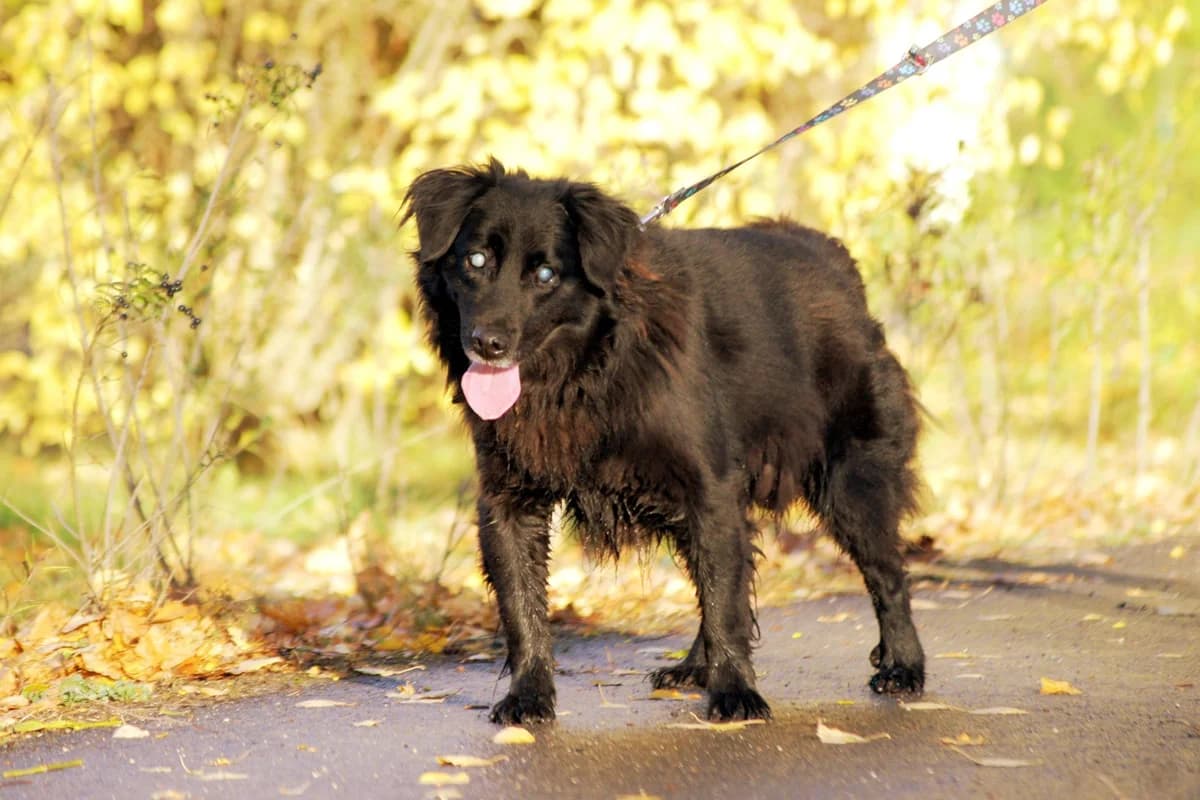 Delfinek, male Mixed Breed for adoption at Schronisko Konin