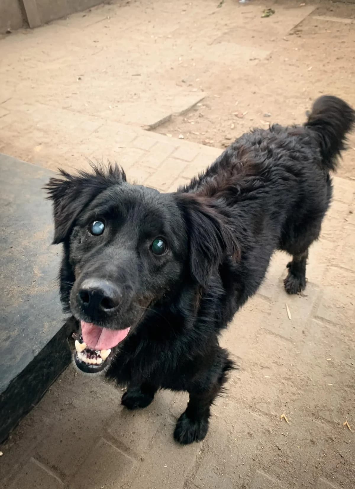 Delfinek, male Mixed Breed for adoption at Schronisko Konin — photo 2 of 2