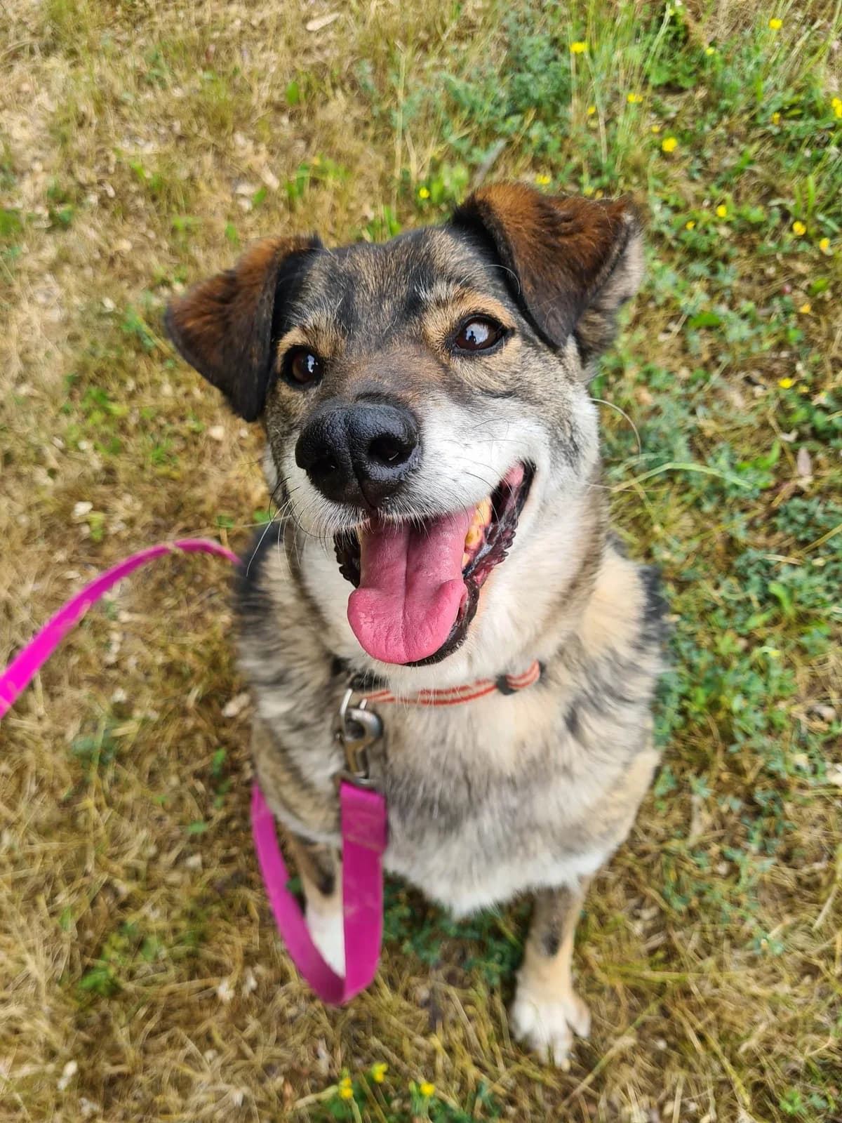 Gipson, male senior Mixed Breed for adoption at Schronisko Konin