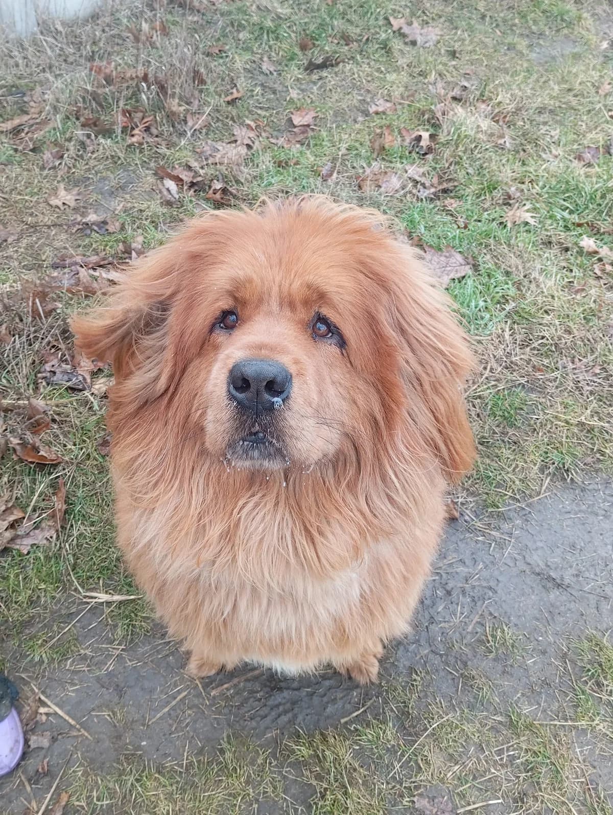 Cloe, male 6yo Mixed Breed for adoption at Schronisko Konin