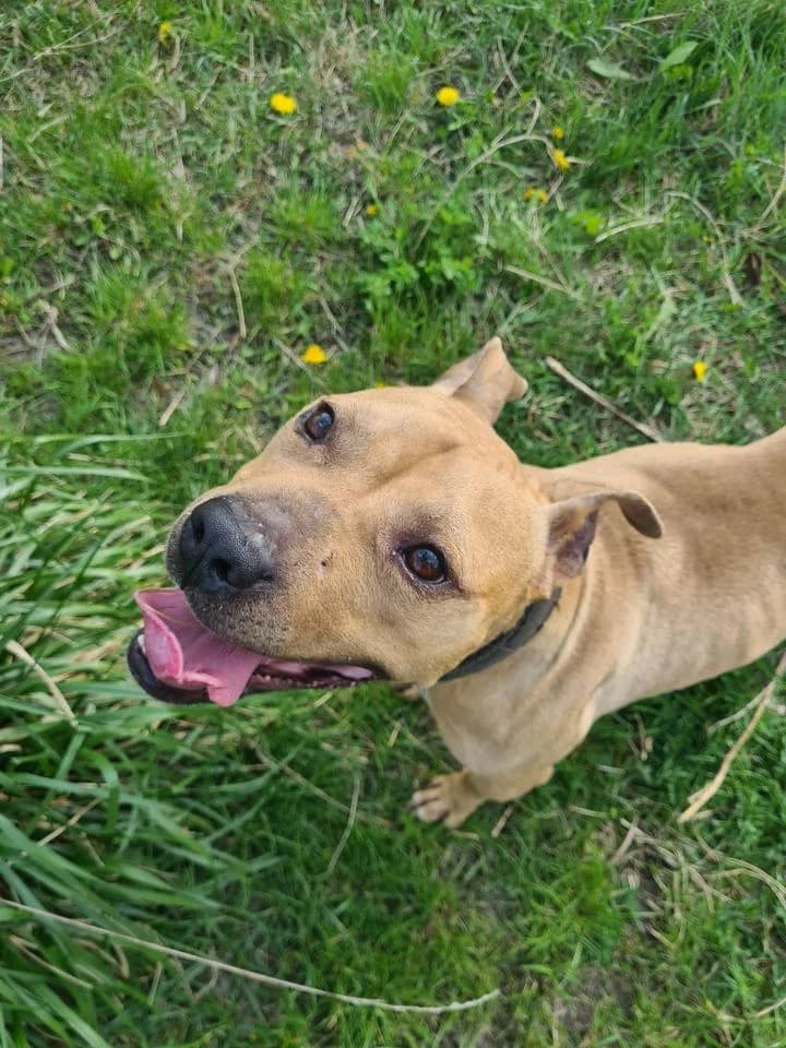 Buli, male 6yo Mixed Breed for adoption at Schronisko Konin