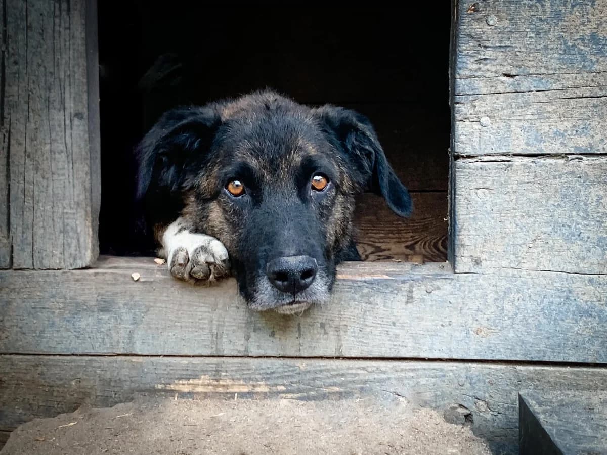 Szerkan, male 5yo Mixed Breed for adoption at Schronisko Konin