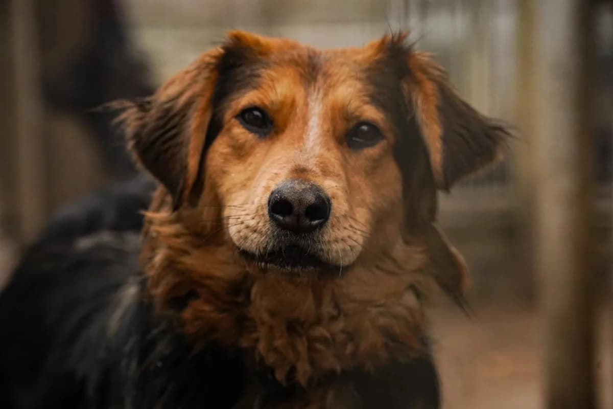 Freja, female 5yo Mixed Breed for adoption at Schronisko Konin