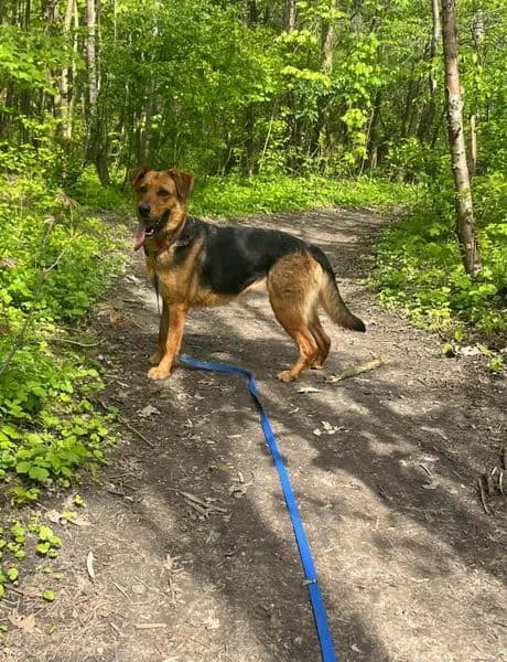 Doda, female 5yo Mixed Breed for adoption at Schronisko Konin