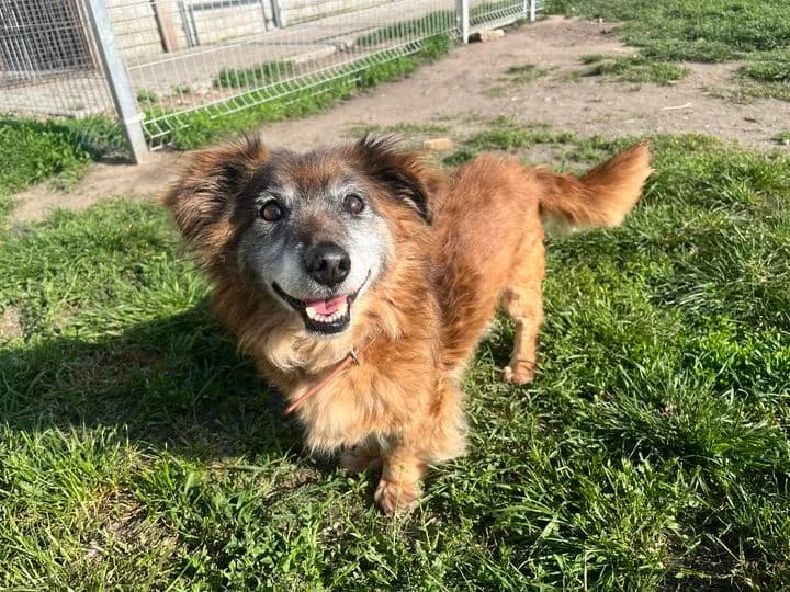 Zgredek, senior Mixed Breed for adoption at Schronisko Konin