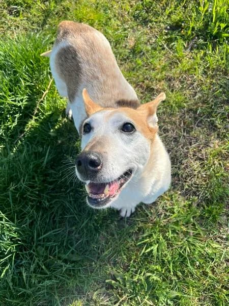 Reksio, senior Mixed Breed for adoption at Schronisko Konin