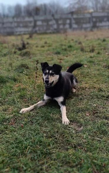 Sabina, female 5yo Mixed Breed for adoption at Schronisko Konin