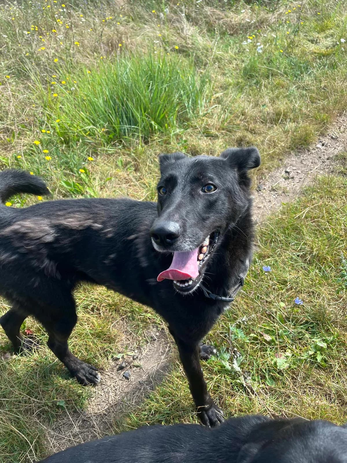 Kania, female Mixed Breed for adoption at Schronisko Konin — photo 2 of 2