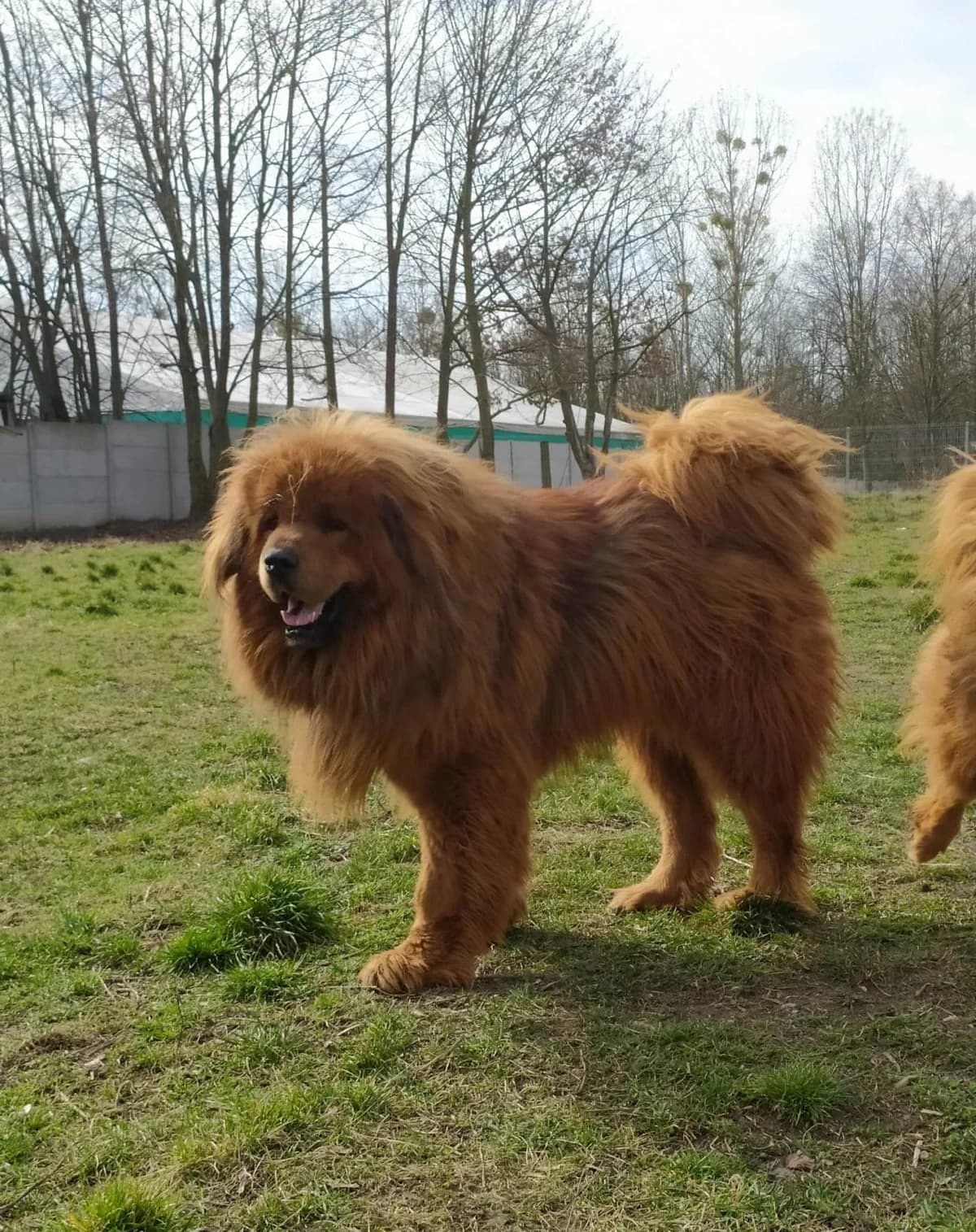 Hermes, male Mixed Breed for adoption at Schronisko Konin