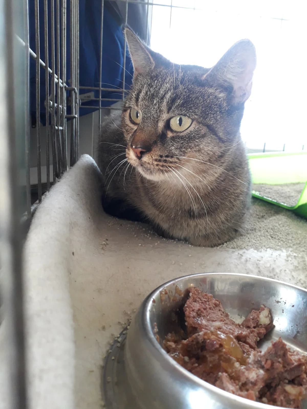 Cytra, male Mixed Breed for adoption at Schronisko Konin